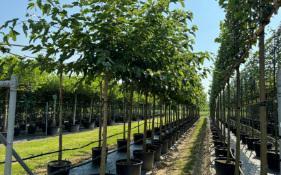 morus alba "fruchtlos"